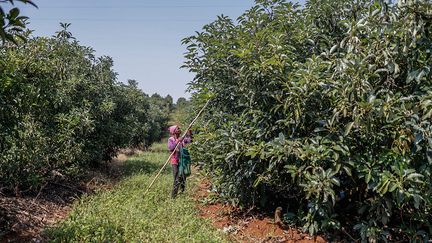 Dans les grandes exploitations, les centaines d'avocatiers soigneusement alignés dépassent les deux mètres de haut. Pendant la fin de l’été austral, les branches des arbres sont lourdes, chargées de fruits charnus, prêts à être récoltés. Les voleurs ne s’y trompent pas. Jusqu'à 30 tonnes peuvent être dérobées en une seule nuit.&nbsp; &nbsp;&nbsp; (GUILLEM SARTORIO / AFP)