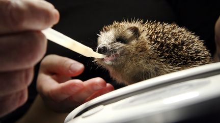 Un centre de soins pour la faune sauvage à Dudelange au Luxembourg. (Illustration) (NEU PHILIPPE / MAXPPP)