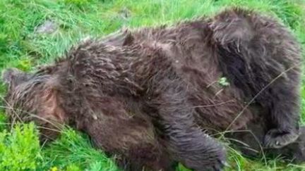 Des associations proposent des récompenses pour lutter contre le braconnage. Elles espèrent ainsi retrouver les tueurs d’animaux protégés, comme les lynx ou les ours.&nbsp; (France 2)