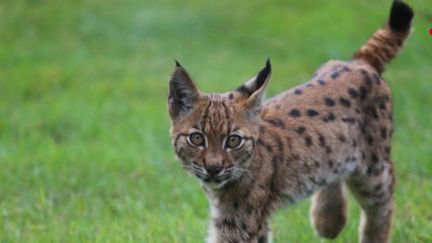 Savoie : quand un bébé lynx apparaît sur une terrasse