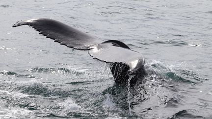 Une baleine à bosse en train de plonger à Hestfjorour (Westfjords), en Islande, le 2 août 2021. (TOM GROVE / AFP)