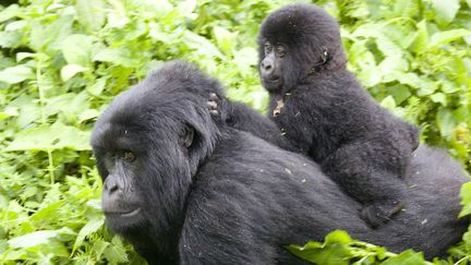 Un bébé gorille sur le dos de sa mère dans le Parc national des Virunga, à l'Est de la RDC.
	

 (Peter Andrew / Reuters)