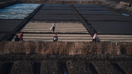 Les rizi&egrave;res et les champs sont bien entretenus de part et d'autre de la voie, mais les tracteurs sont rares. (PEDRO UGARTE / AFP)