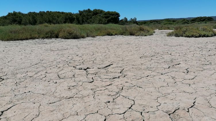 The drought is severe everywhere in France.  Here, the Ingril pond, in Aresquiers, in Frontignan in Hérault.  (ROMAIN BERCHET / RADIO FRANCE)