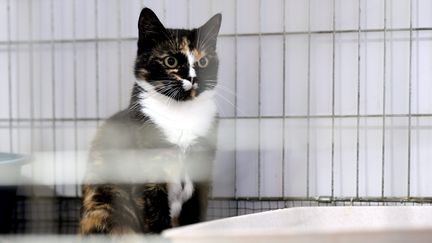 L'un des 70 chats au refuge SPA de Marlioz (Haute-Savoie), en août 2018.&nbsp; (MAXPPP)