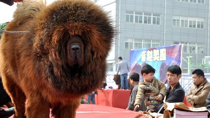 Un mastiff du Tibet, ou dogue tib&eacute;tain, photographi&eacute; en mars 2013 &agrave; Handan (Chine). (HAO QUNYING / IMAGINECHINA / AFP)