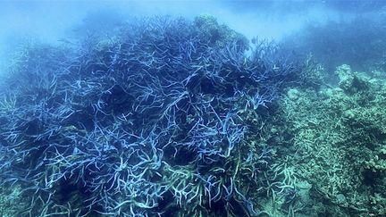 Le blanchissement de la Grande Barrière de corail, au large de l'Australie, le 7 mars 2022. (GLENN NICHOLLS / AFP)