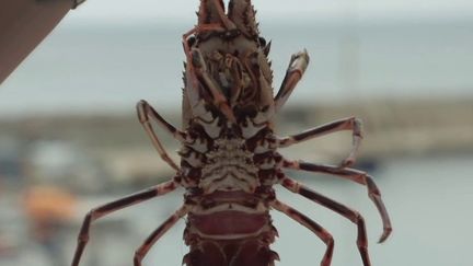 Haute-Corse : la langouste rouge, la star raffinée de Centuri