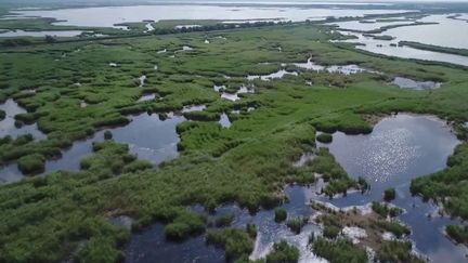 Camargue : des terres de plus en plus salées qui menacent les cultures