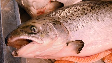 Un Saumon en gros plan sur l'étal d'une poissonnerie. Photo d'illustration (RICHARD VILLALON / MAXPPP)