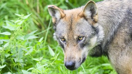 Le gouvernement veut faciliter le protocole de tir contre le loup. Photo d'illustration (JULIAN STRATENSCHULTE / DPA)