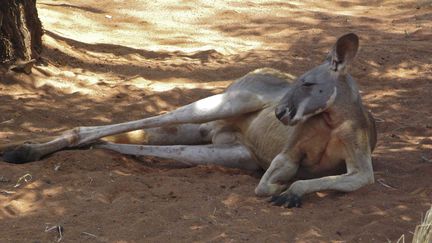 De l'Australie, ne connaissons-nous que le kangourou ?&nbsp; (CHRISTIAN WATIER / MAXPPP)