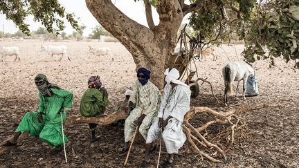 Les Peuls campent dans des huttes au milieu de leurs animaux. "Le coronavirus est venu simplement accentuer une situation drastique qui était déjà là", dit un vétérinaire du gouvernement établi sur place. Mais les éleveurs sont bel et bien venus plus nombreux cette année, précise-t-il à l’AFP.&nbsp; &nbsp; (JOHN WESSELS / AFP)