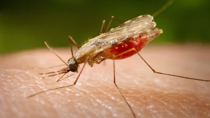 Femelle Anophèle, principal vecteur du paludisme.&nbsp; (CDC-GATHANY / PHANIE / AFP)