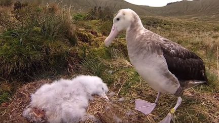 Un albatros de Tristan da Cunha et son oisillon,&nbsp;filmés par&nbsp;l'ONG Birdlife international, le 22 octobre 2018. (BIRDLIFE INTERNATIONAL / YOUTUBE)