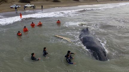 Le sauvetage d'une baleine à bosse en Argentine