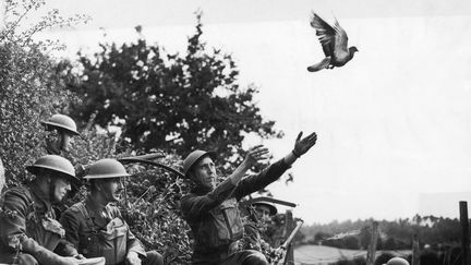 Des soldats britanniques envoient un pigeon voyageur, dans le sud de l'Angleterre, en 1914. (FPG / HULTON ARCHIVE / GETTY IMAGES)