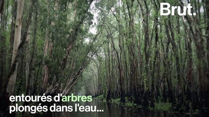 Dans cette zone autrefois ravagée par la guerre du Vietnam, s'étend une immense forêt plongée dans l'eau, à l'abri du tourisme de masse. Voici les paysages magiques de Tra Su.