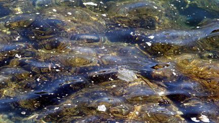 La microalgue Ostreopsis prolifère depuis une vingtaine d'années en Méditerranée. (CYRIL DODERGNY / MAXPPP)