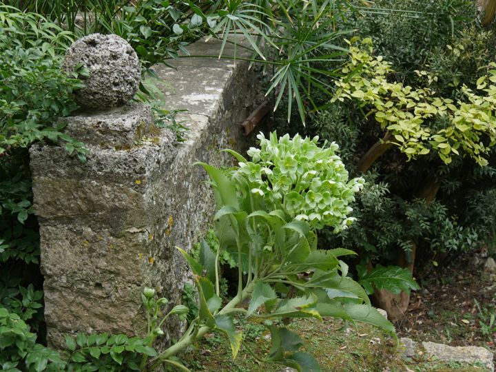 Hellébore de Corse (Helleborus argutifolius). (ISABELLE MORAND / RADIO FRANCE / FRANCE INFO)