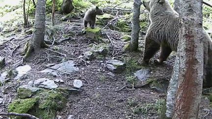 Le maire d'Ustou, en Ariège, a décidé d'interdire les randonnées en raison de la présence de quatre ours dans le secteur. Un troupeau de 800 brebis a été la cible d'attaques ces dernières heures. (France 2)