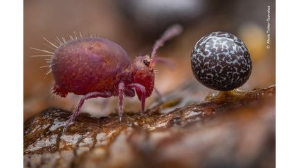 Cette photo a reçu le Grand prix toutes catégories des 15-17 ans. Un minuscule collembole fait face à une sorte de bulle formée par une moisissure fructifère visqueuse, sur une bûche tout juste retournée. Le jeune photographe allemand Alexis Tinker-Tsavalas a travaillé rapidement pour prendre cette photo, car les collemboles, arthropodes d'environ deux millimètres, peuvent sauter plusieurs fois la longueur de leur corps en une fraction de seconde. Il a utilisé la technique de "stack focus", où 36 images, chacune avec une zone de mise au point différente, sont combinées. La photo a été prise à Berlin, en Allemagne. (ALEXIS TINKER-TSAVALAS / WILDLIFE PHOTOGRAPHER OF THE YEAR 2024 / NHM)