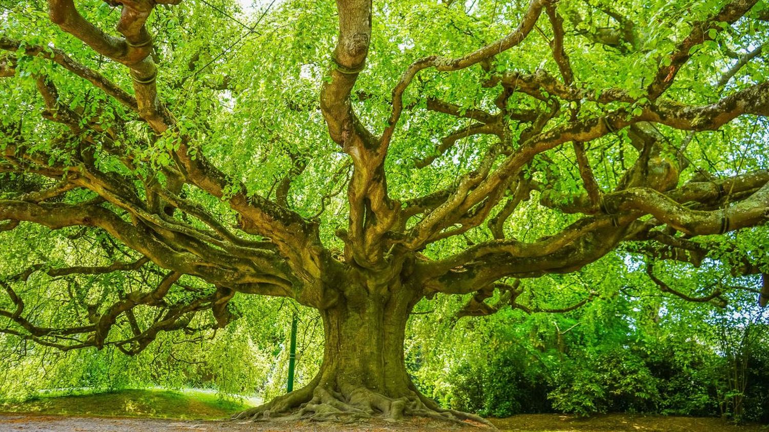 Arbre européen de l'année : nos coups de coeur