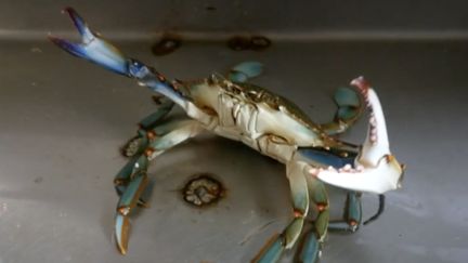 Crabe aux pinces bleues (FRANCEINFO)