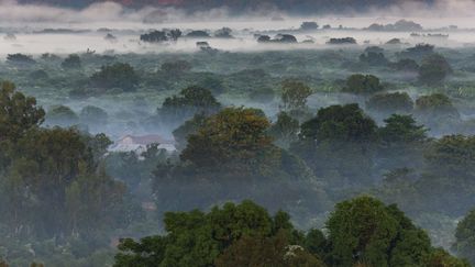 Le parc national des Tsingy de Bemaraha, à Madagascar. Dans le pays,&nbsp;59% des espèces d'arbres sont menacées d'extinction.&nbsp; (MONTICO LIONEL / HEMIS.FR / HEMIS.FR)