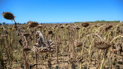 Un champ de tournesols victime de a sécheresse, le 13 septembre 2019, à Valence (Drôme). (NICOLAS GUYONNET / HANS LUCAS / AFP)