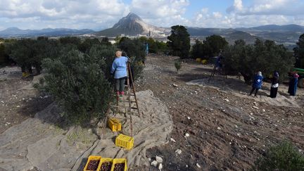 Récolte d'olives bio à Mormag à côté de Tunis, en novembre 2015.&nbsp; (FETHI BELAID / AFP)