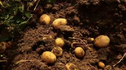 Sécheresse : la crainte d'une pénurie de pommes de terre (FRANCE 2)