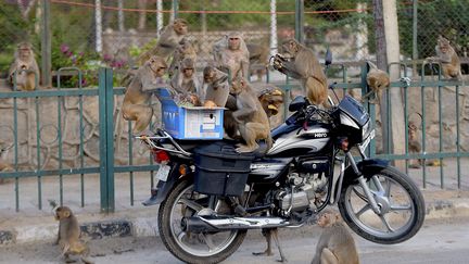 Avec le confinement imposé en Inde, des cohortes de macaques – problème endémique à New Delhi – investissent désormais les bureaux déserts de la capitale. (MONEY SHARMA / AFP)