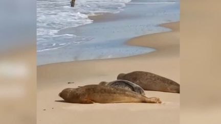 Belgique : les phoques s'invitent sur le littoral