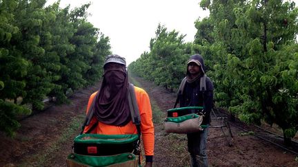 Comme de nombreux Asiatiques, les jeunes diplômés malaisiens n’hésitent pas à partir travailler dans les plantations d’Australie pour pouvoir rembourser leurs dettes. Ils dépensent leurs dernières économies pour les billets d'avion, le loyer et la nourriture. Aizzat Nordin, photographe indépendant et autodidacte, a passé cinq mois auprès des cueilleurs de fruits. Ils sont souvent sous-payés et exploités. Certains ne restent que trois mois jusqu'à l’expiration de leur visa touristique. Mais d’autres, les plus endettés, essayent de rester, grossissant ainsi chaque année le nombre de travailleurs clandestins. Certaines rêvent de s’installer définitivement en Australie pour pouvoir apporter une vie meilleure à leurs familles restées au pays.
  (Aizzat Nordin )