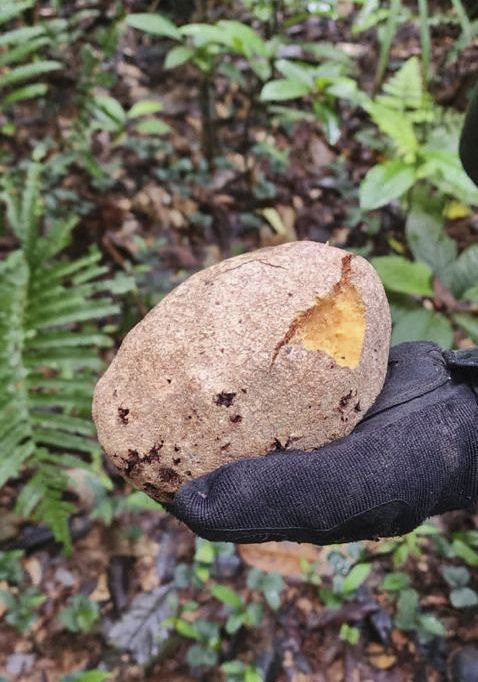 A freshly chewed fruit, found during search operations, May 30, 2023, in Colombia.  (COLOMBIAN ARMY/AFP)