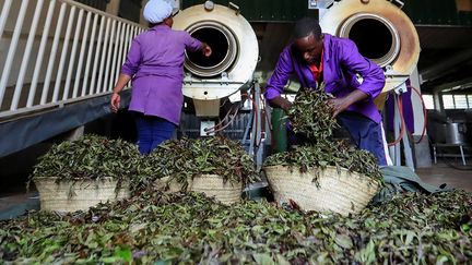 Si le thé pourpre n’est pas une solution miracle, sa production représente un moyen précieux de contribuer à protéger la population kényane et le PIB du pays. En 2020, la Banque mondiale a estimé que ce thé augmentera les recettes d'exportation du Kenya jusqu'à 60 millions de dollars d'ici à 2022. Sur les marchés, le thé violet en vrac se vendait entre 12 et 21 euros le kilo. Les conditionneurs locaux de ce thé ont pu obtenir des rendements plus élevés, et le proposer jusqu'à 25 euros le kilo. A titre de comparaison, en 2018, le prix mondial moyen du thé noir kenyan était de 1,68 euro le kilo.&nbsp; &nbsp; &nbsp; (REUTERS/THOMAS MUKOYA)