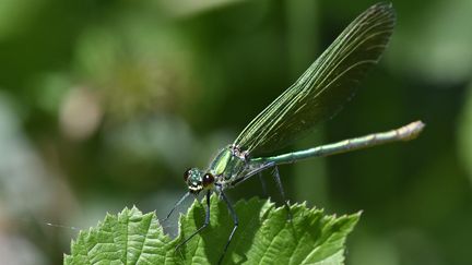 Les libellules sont capables de détecter des changements dans leur environnement 300 fois par seconde. (CELIK ERKUL / MAXPPP)