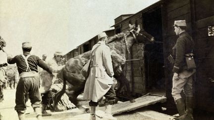 Grande Guerre : le rôle déterminant des animaux