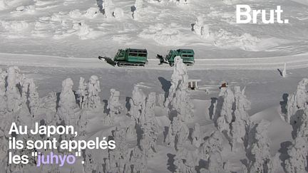 Dans les montagnes japonaises, des structures de glace mystérieuses couvrent les forêts. Une attraction touristique menacée par la hausse des températures.