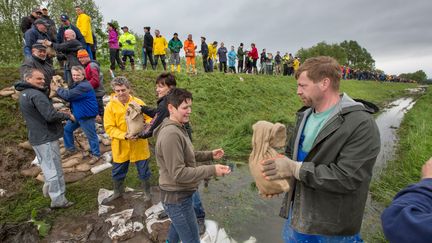 Volunteers pass sand bags along as they build flood defences near Walschleben, eastern Germany on June 1, 2013 (MICHAEL REICHEL / DPA / AFP)