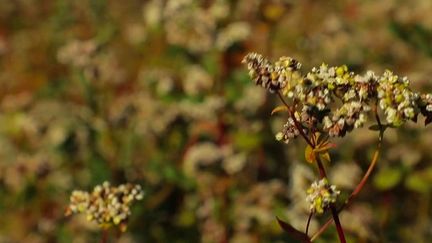 Bretagne : le sarrasin fait de la résistance face à la concurrence étrangère