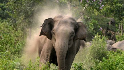 Mardi 10 février, un éléphant s'est introduit dans le village de Siliguri, effrayant les habitants et détruisant une centaine de maisons sur son passage.