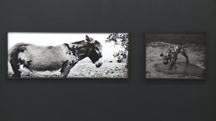 Les animaux et le noir et blanc au centre de l'oeuvre artistique de Jean-François Spricigo (Capture d'image / France Télévisions)