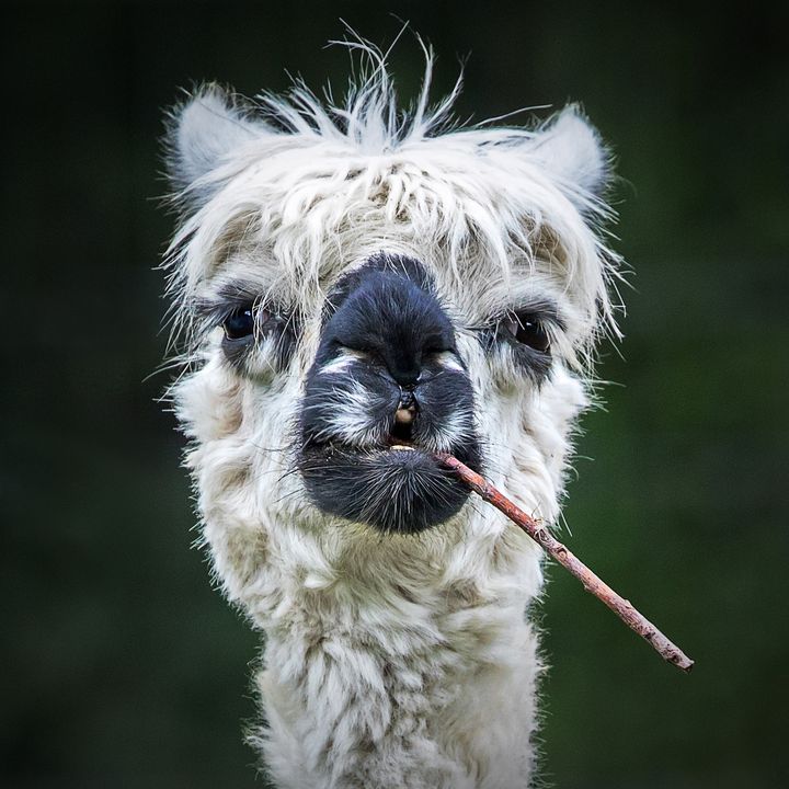 "Smokin' Alpaca" (Alpaga fumant) de Stefan Brusius (Allemagne). "On dirait qu'il fume le cigare". (STEFAN BRUSIUS - COMEDY PET PHOTOGRAPHY AWARDS)