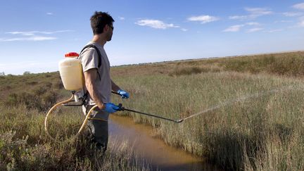 Un agent de l'EID (Entente interdépartementale pour la démoustication) pulvérise du BTI l'insecticide autorisé dans des zones humides ou ont été repérés des larves de moustiques. (GUILLAUME BONNEFONT / MAXPPP)