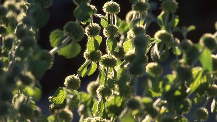 Marrube blanc dans le jardin du musée de Salagon à Mane dans les Alpes-de-Hautes-Provence (GERARD SIOEN / GAMMA-RAPHO / GETTY IMAGES)