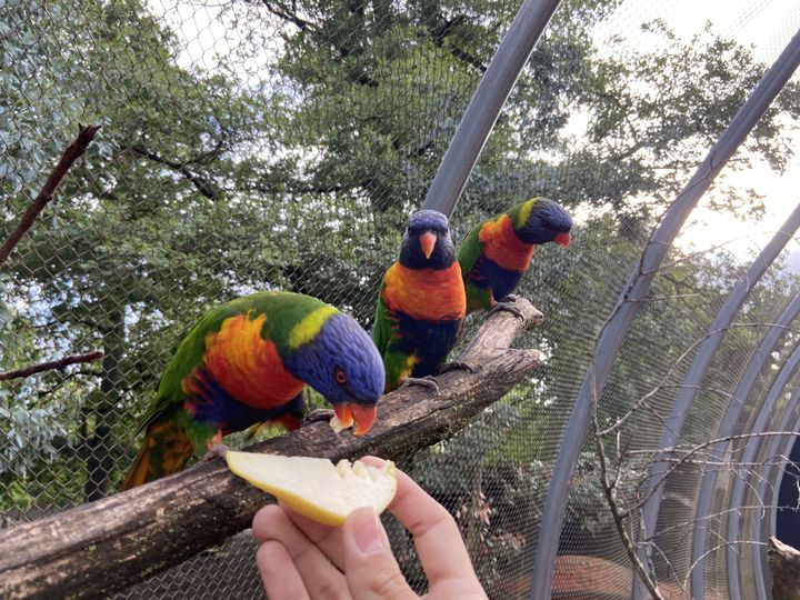 Clément donne aux loriquets, ces oiseaux multicolores, leur goûter matinal : des morceaux de poire. (LOUISON LEROY / FRANCEINFO / RADIOFRANCE)