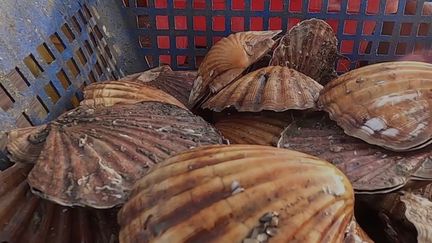 Gastronomie : à la découverte de la perle de Bretagne, la coquille Saint-Jacques