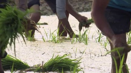 Alimentation : va-t-on bientôt manquer de riz ?